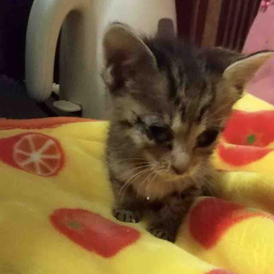 わずか体重280グラムの子猫を保護 Npo法人 福井犬 猫を救う会