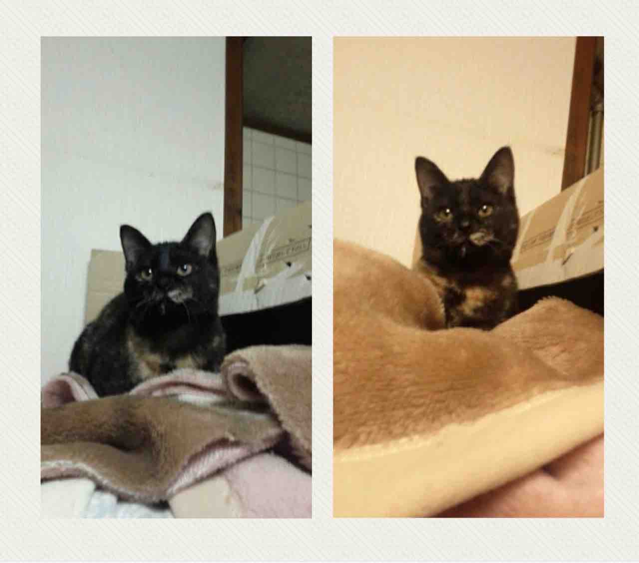 ▽飼い主さんを募集している猫たち(4月初旬) : NPO法人 福井犬・猫を