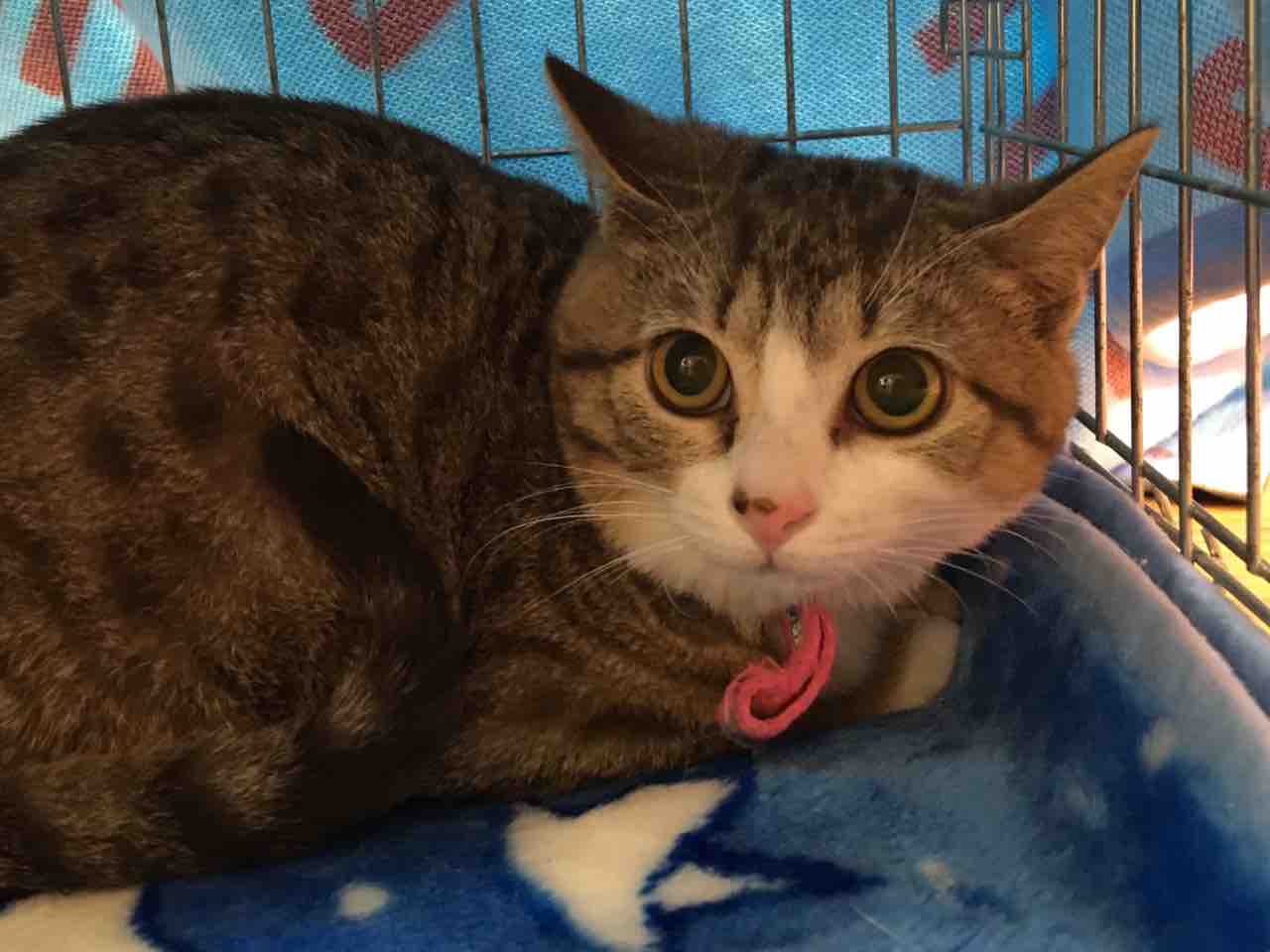 猫アレルギーもいろいろ お届け報告 さり ちゃん Npo法人 福井犬 猫を救う会 猫アレルギーもいろいろ お届け報告 さり ちゃん Npo法人 福井犬 猫を救う会