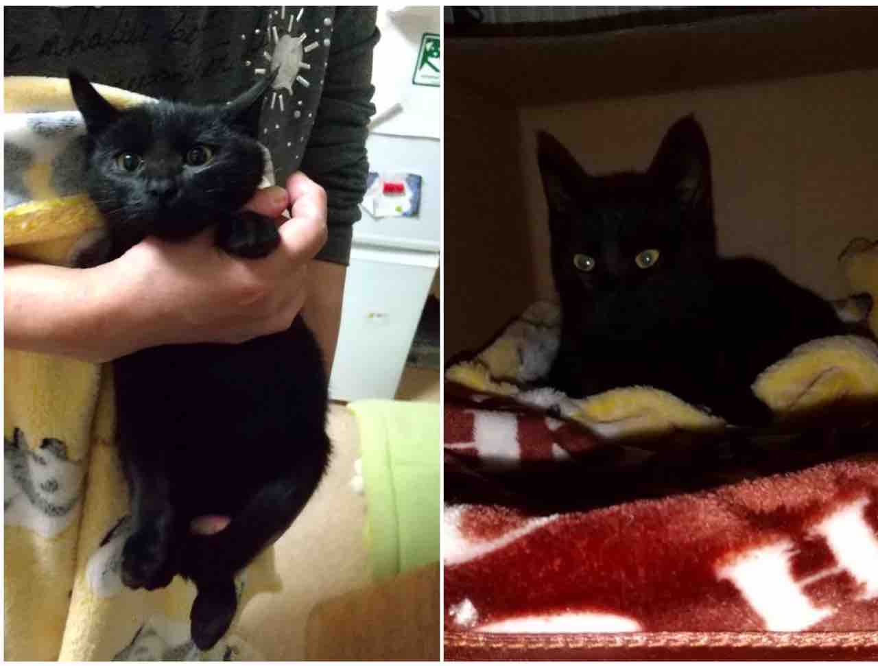 飼い主さんを募集している猫たち 10月末 Npo法人 福井犬 猫を救う会