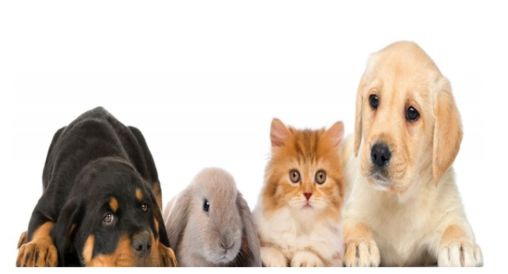 ニューヨークで犬猫うさぎの店頭販売を禁止する法案が可決 シェア Npo法人 福井犬 猫を救う会