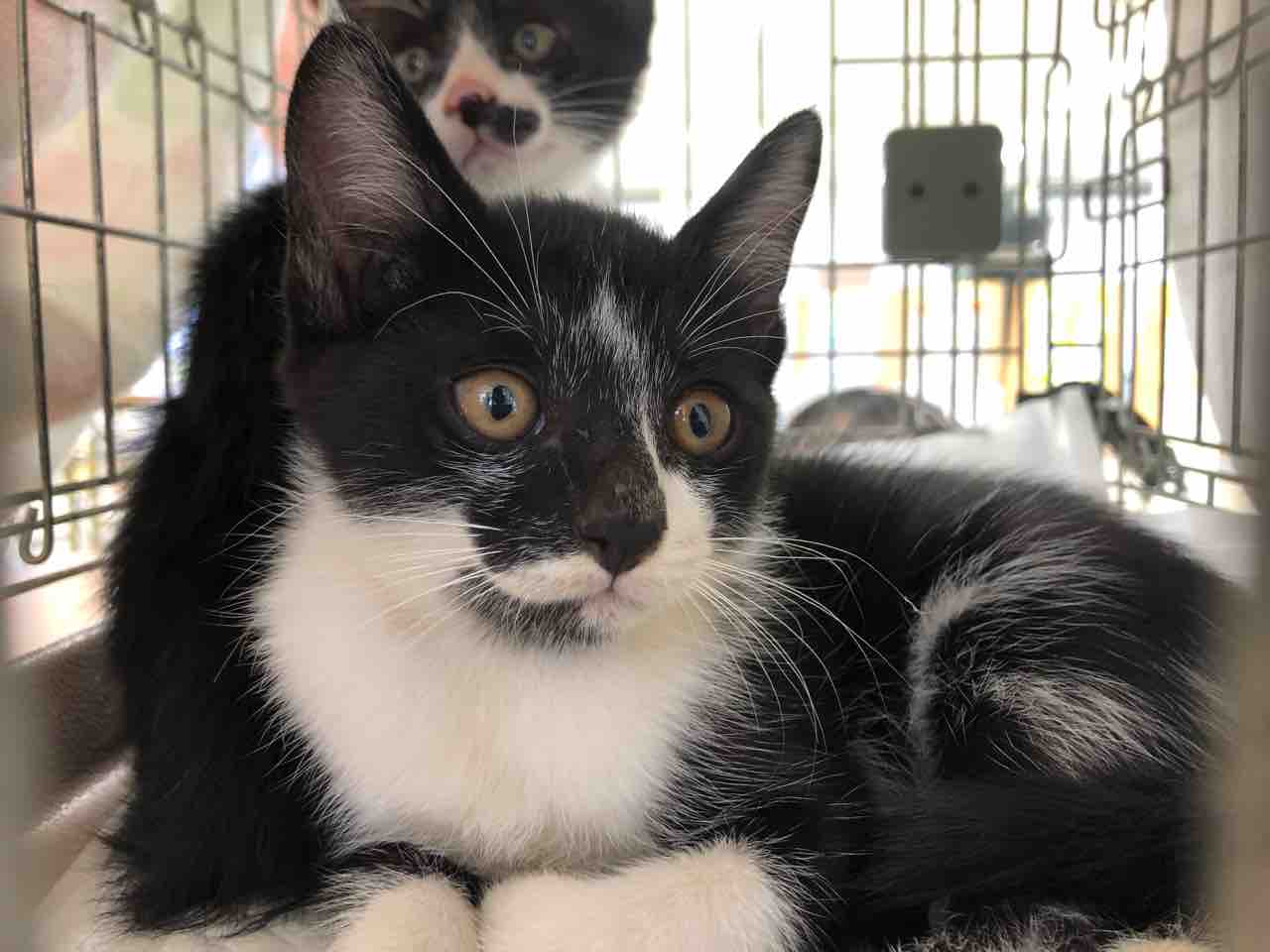 写真で綴る猫たちの譲渡会 いつもご支援ありがとうございます Npo法人 福井犬 猫を救う会 写真で綴る猫たちの譲渡会 いつもご支援ありがとうございます Npo法人 福井犬 猫を救う会