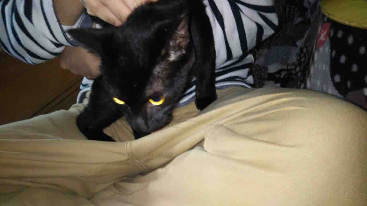 黒猫ジジちゃん ２回目に掴んだ幸せ Npo法人 福井犬 猫を救う会