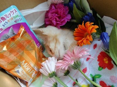 どうか安らかに 保護猫ちゃんの死 幾度もの余命宣告を乗り越えた ますおくん Npo法人 福井犬 猫を救う会 どうか安らかに 保護猫ちゃんの死 幾度もの余命宣告を乗り越えた ますおくん Npo法人 福井犬 猫を救う会