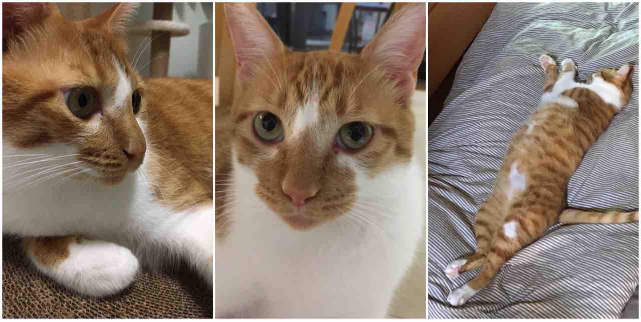 飼い主さんを募集している猫たち 9月初旬 Npo法人 福井犬 猫を救う会 飼い主さんを募集している猫たち 9月初旬 Npo法人 福井犬 猫を救う会