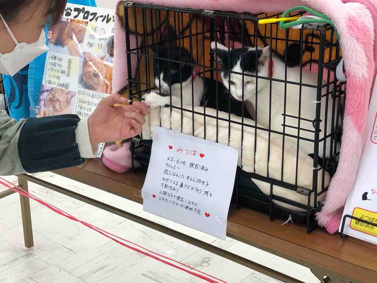 福井 犬 猫 を 救う 会