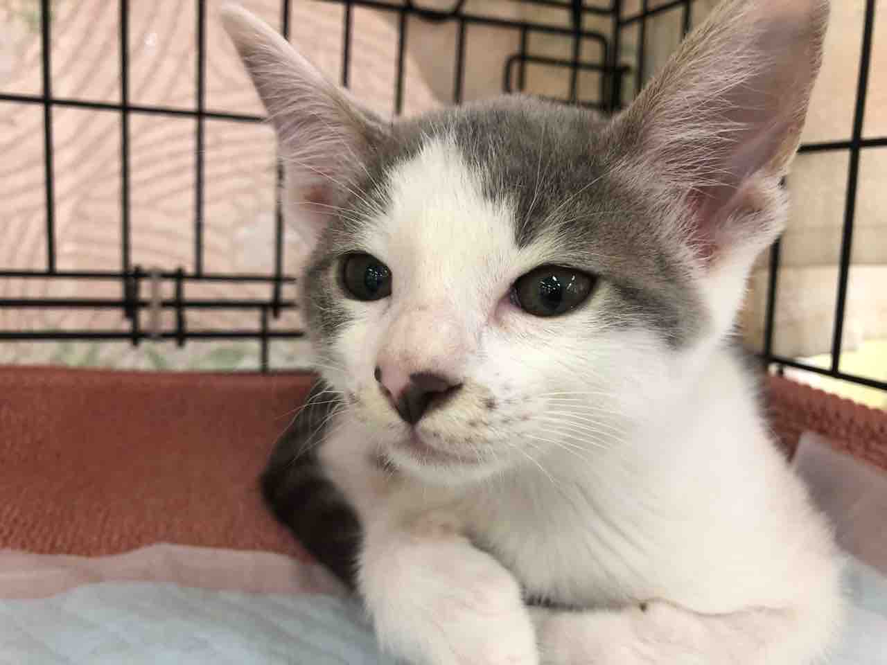 子猫たちの譲渡会 ご支援ありがとうございます 静かな譲渡会でした Npo法人 福井犬 猫を救う会