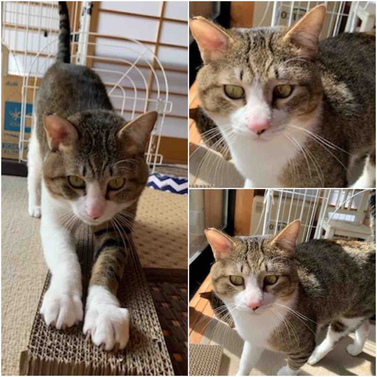 飼主さんを募集している猫たち 3月中旬 末 Npo法人 福井犬 猫を救う会