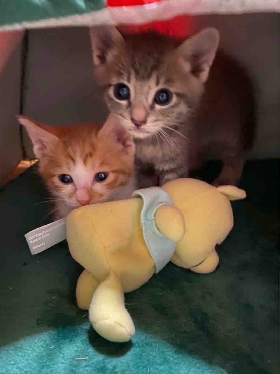 子猫たち4兄弟 離乳食はじまったよ Npo法人 福井犬 猫を救う会 子猫たち4兄弟 離乳食はじまったよ Npo法人 福井犬 猫を救う会