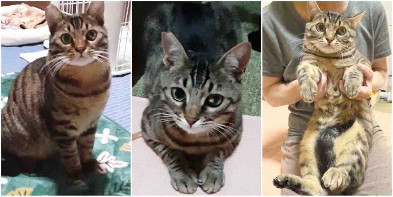 ▽飼い主さんを募集している猫たち（10月初旬） : NPO法人 福井犬・猫 