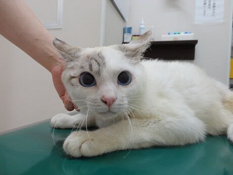 路上で車に２度も轢かれた猫ちゃんの最新状況 記事3 Npo法人 福井犬 猫を救う会