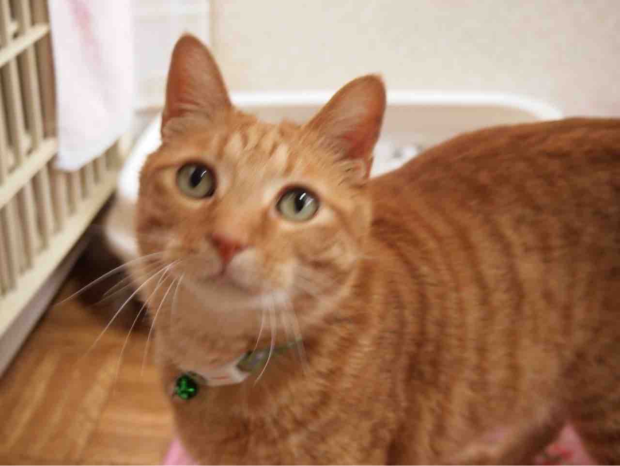 置き去りにされた3歳の茶トラ猫を保護 Npo法人 福井犬 猫を救う会 置き去りにされた3歳の茶トラ猫を保護 Npo法人 福井犬 猫を救う会
