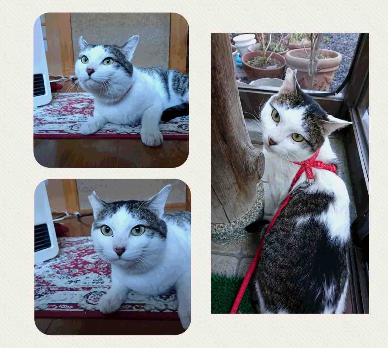 飼い主さんを募集している猫たち ４月初旬 Npo法人 福井犬 猫を救う会