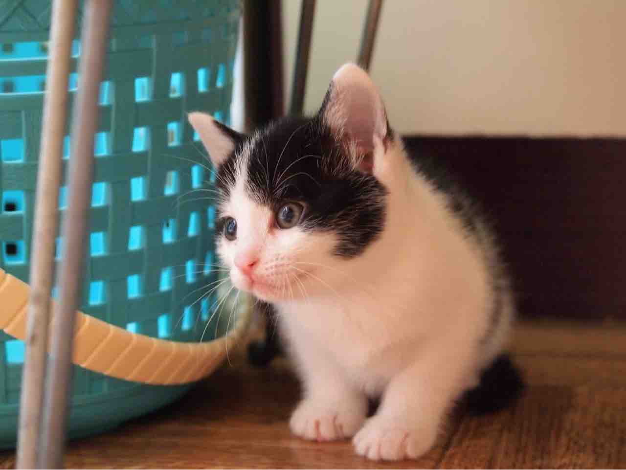 飼い主さんを募集している猫たち 6月初旬 1 Npo法人 福井犬 猫を救う会