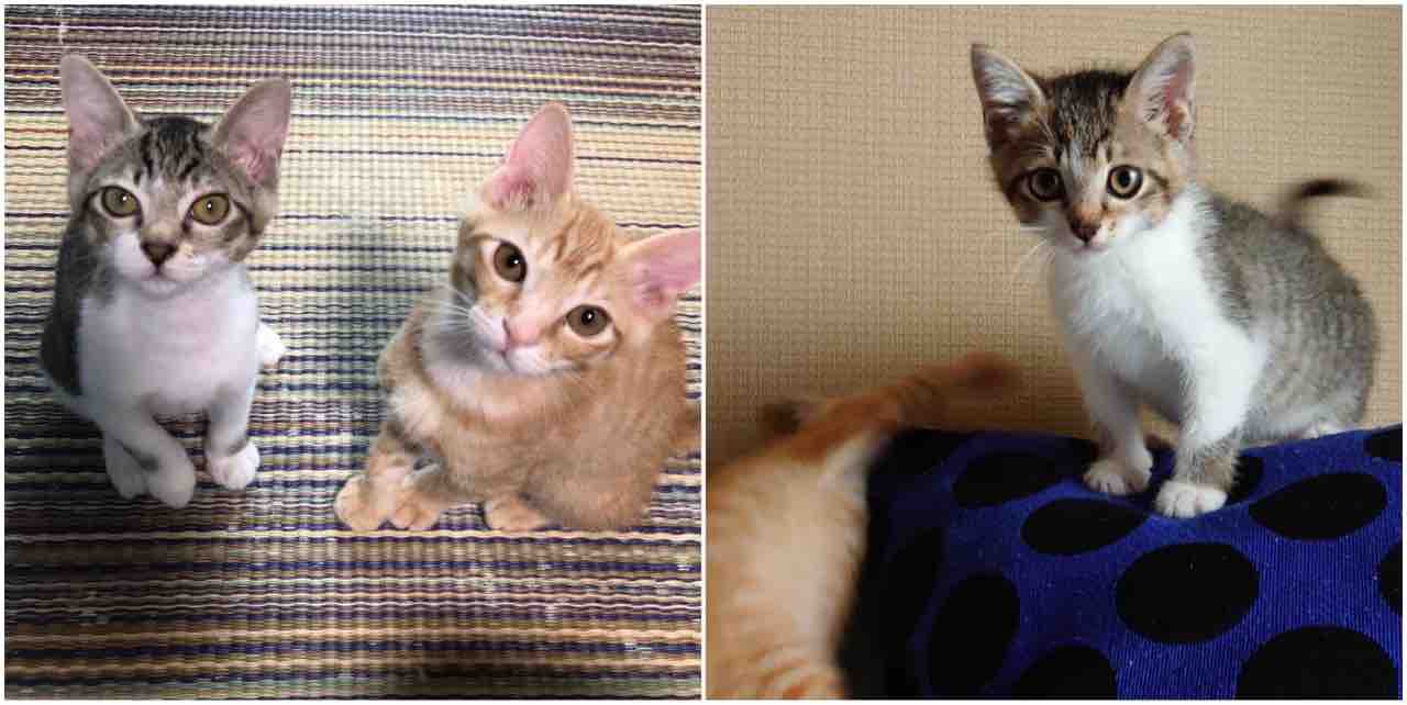 飼い主さんを募集している猫たち 8月上旬 Npo法人 福井犬 猫を救う会