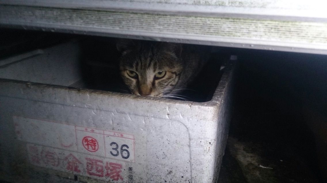 猫 エンジン ルーム 出し 方 Afrilao Com