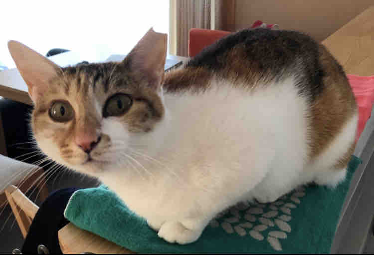飼い主さんを募集している猫たち 5月初旬 Npo法人 福井犬 猫を救う会 飼い主さんを募集している猫たち 5月初旬 Npo法人 福井犬 猫を救う会