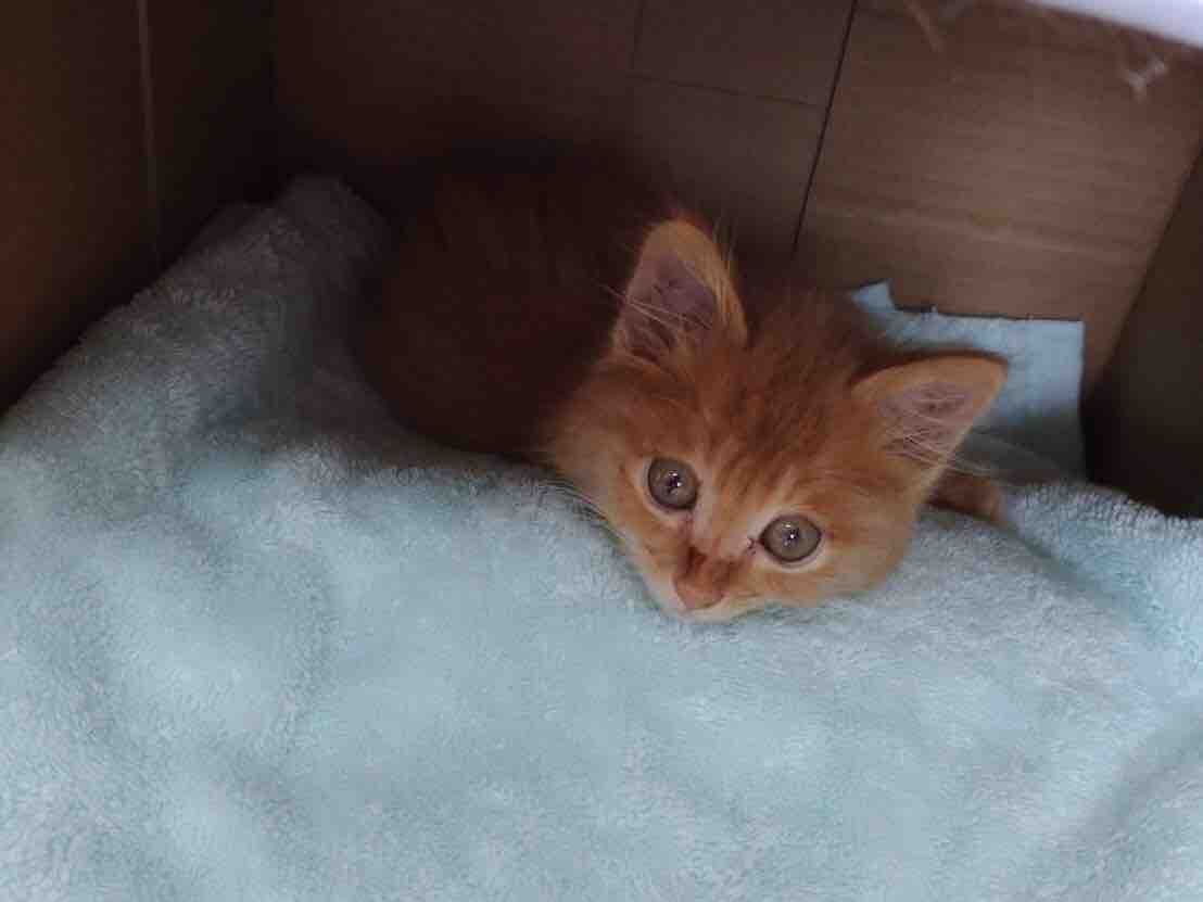 猫が沢山いるお宅への訪問 育児放棄された幼猫の保護 その2 Npo法人 福井犬 猫を救う会