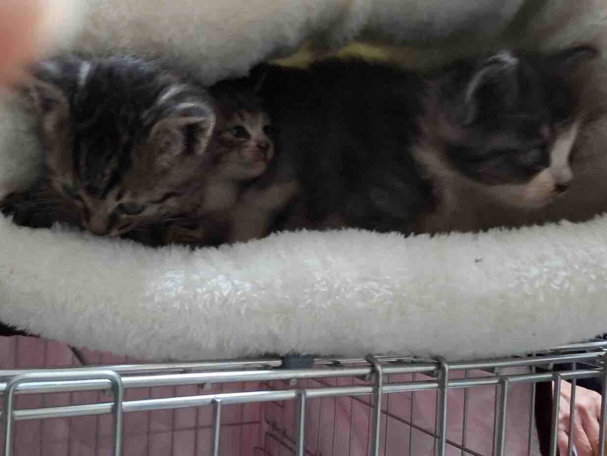 ダンボールに入れられ遺棄されていた子猫３匹 Npo法人 福井犬 猫を救う会