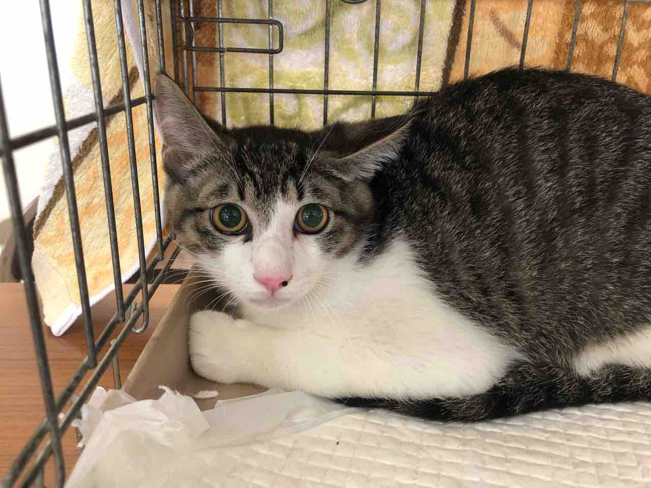 ダックスくんと子猫たちの臨時譲渡会 有難うございました Npo法人 福井犬 猫を救う会