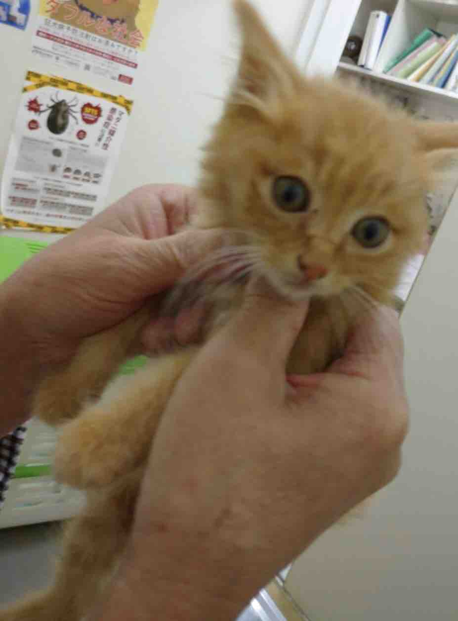 猫が沢山いるお宅への訪問 育児放棄された幼猫の保護 その1 Npo法人 福井犬 猫を救う会