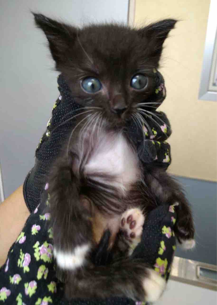 大腸に奇形を持って生まれた 保護猫 のりまき Npo法人 福井犬 猫を救う会