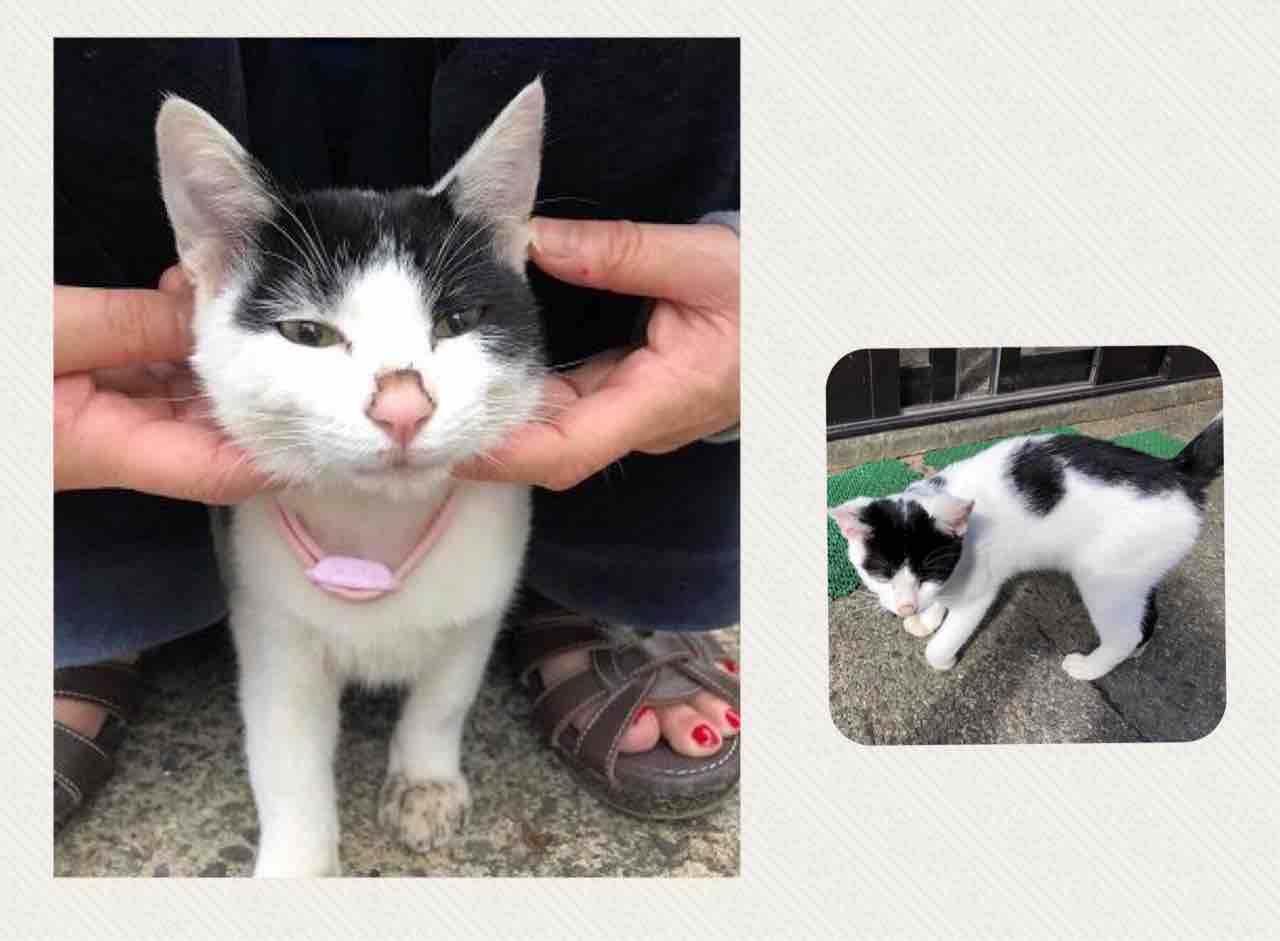 飼い主さんを募集している猫たち 11月中旬 11月末 Npo法人 福井犬 猫を救う会