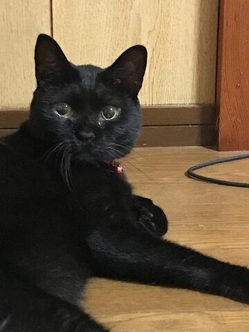 黒いメス猫を探しています。赤い首輪あり。福井市照手４丁目より不明 