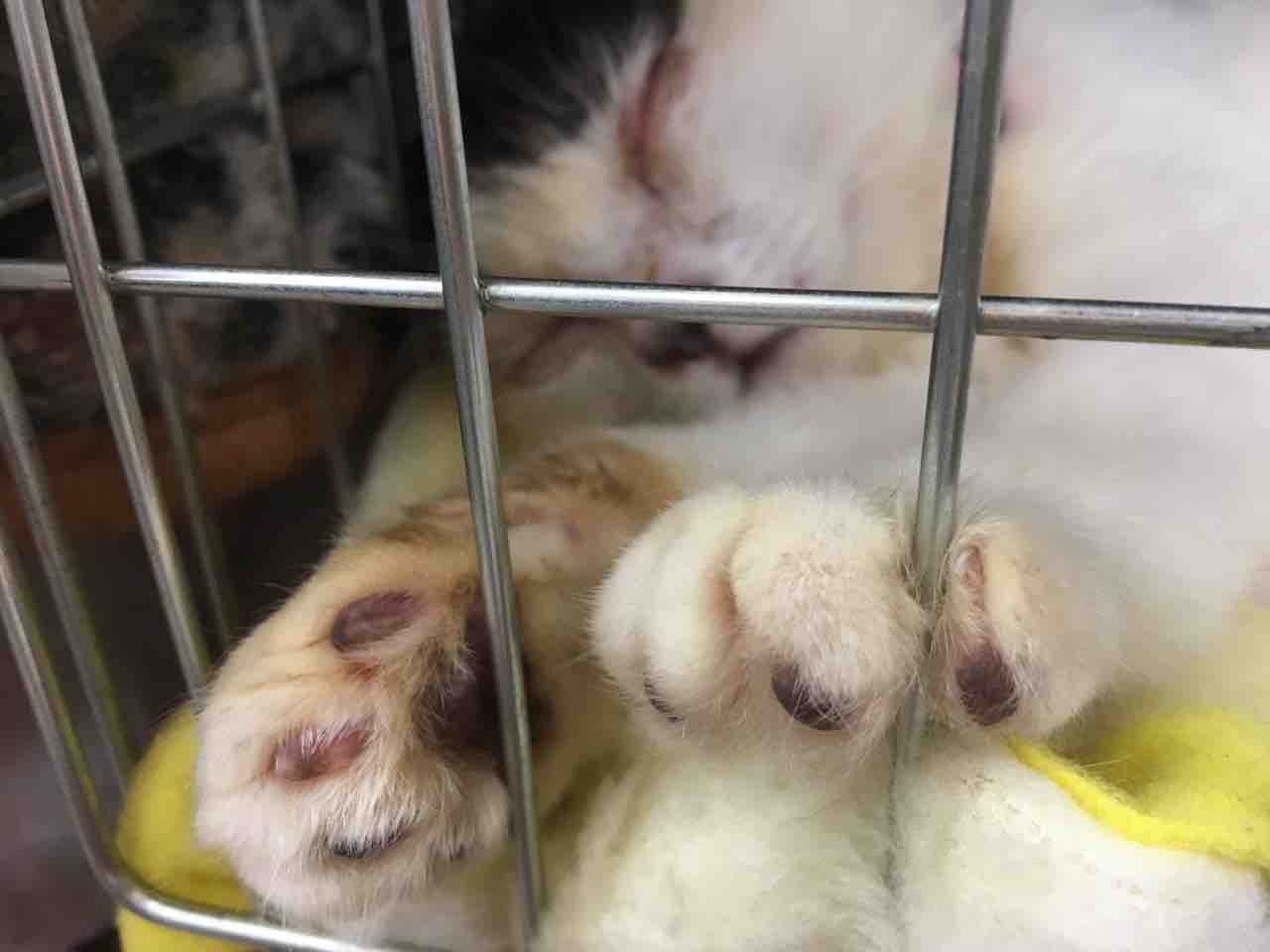 猫エイズの誤解を解きたい 安心してください 人間にはうつりません Npo法人 福井犬 猫を救う会 猫エイズの誤解を解きたい 安心してください 人間にはうつりません Npo法人 福井犬 猫を救う会