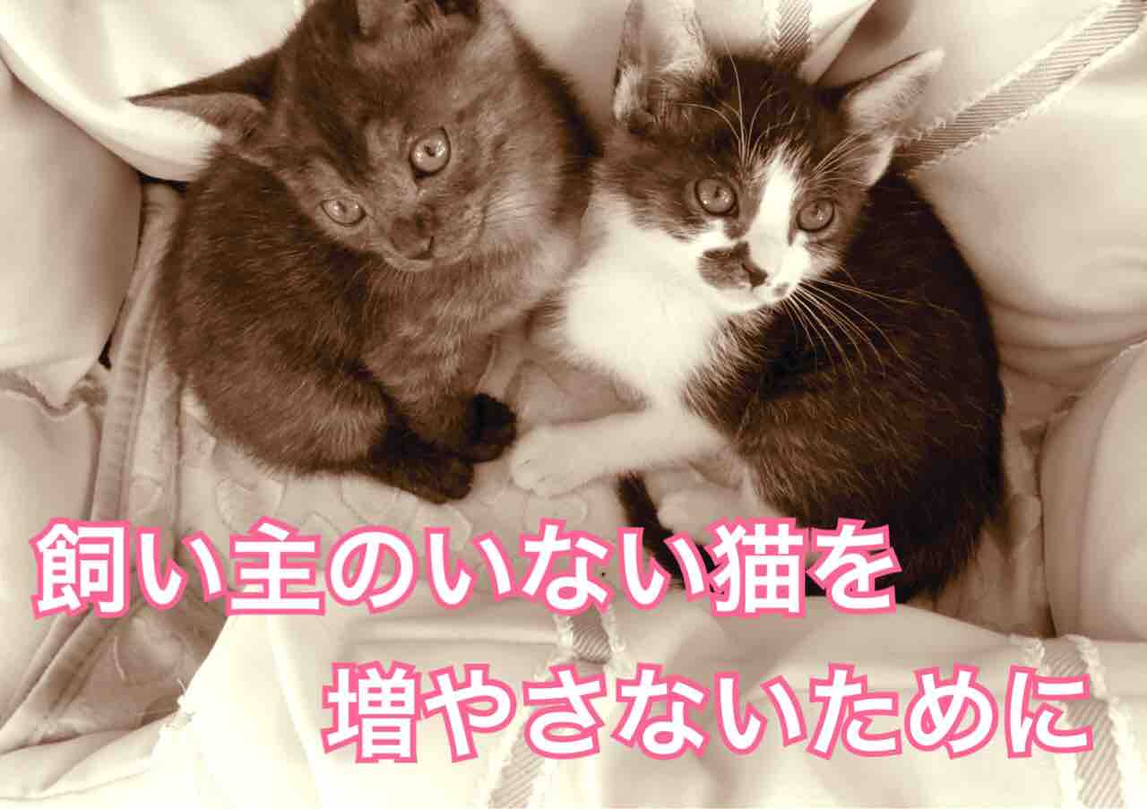 6月1日より福井市 野良猫の不妊手術費の一部助成 飼い主のいない猫を増やさないために Npo法人 福井犬 猫を救う会