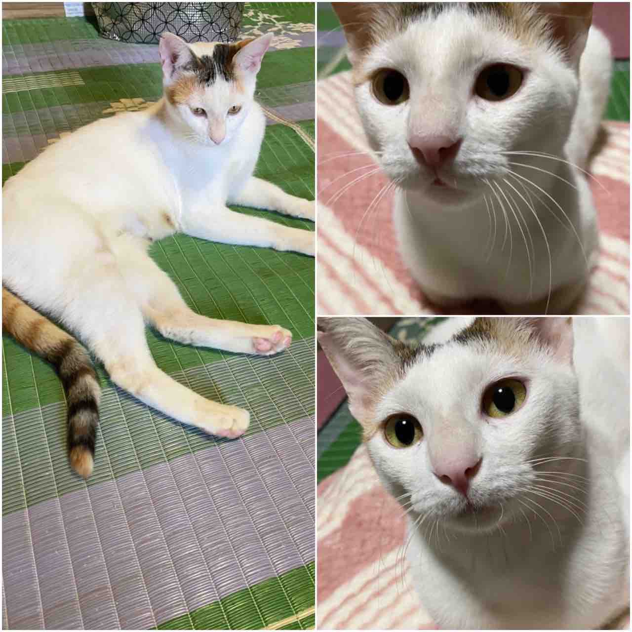 ▽飼い主さんを募集している猫たち（11月上旬） : NPO法人 福井犬・猫 