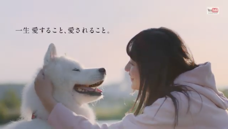 Tvコマーシャル 19生きもの命 Npo法人 福井犬 猫を救う会 Tvコマーシャル 19生きもの命 Npo法人 福井犬 猫を救う会