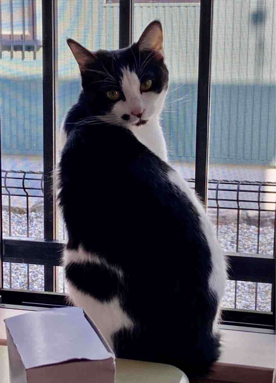 飼い主さんを募集している猫たち 5月初旬 Npo法人 福井犬 猫を救う会 飼い主さんを募集している猫たち 5月初旬 Npo法人 福井犬 猫を救う会