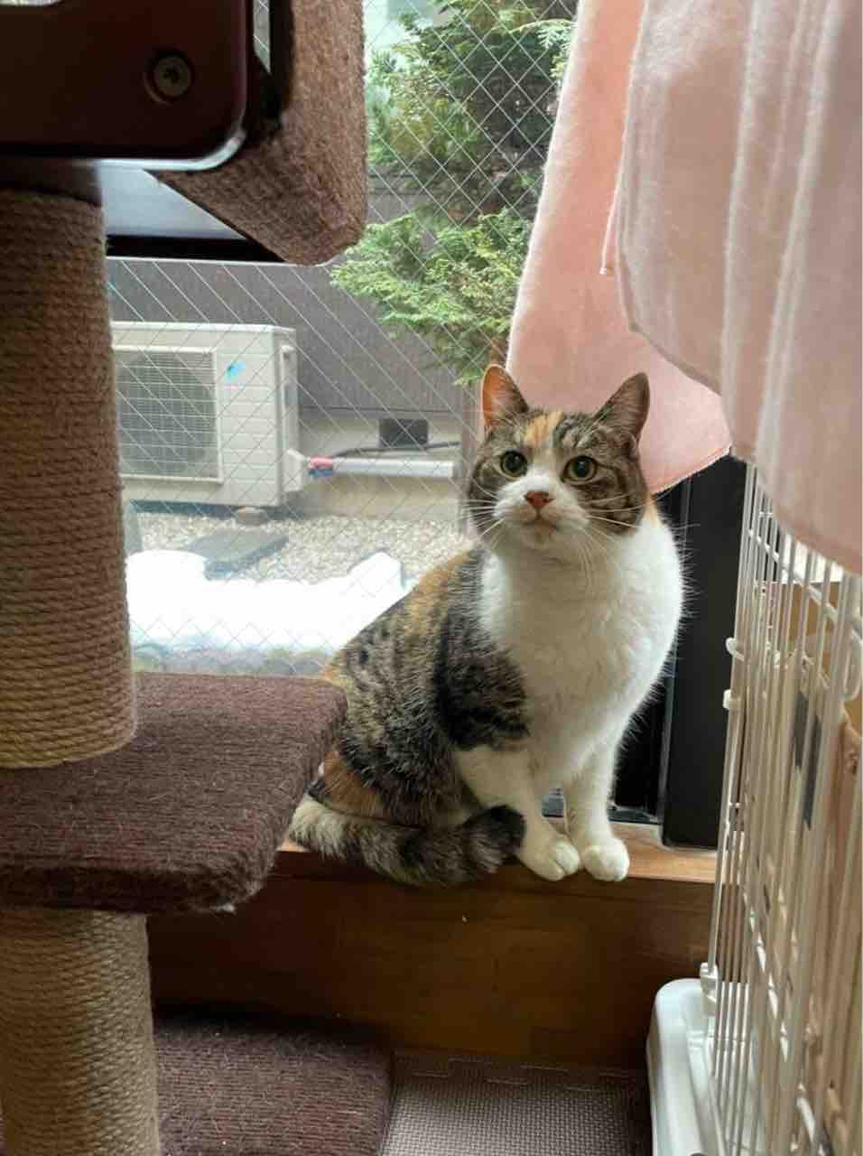引越しにより行き場をなくす３匹の猫の行方 Npo法人 福井犬 猫を救う会