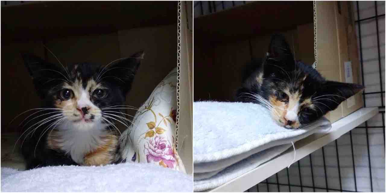 飼い主さんを募集している猫たち 8月初旬 Npo法人 福井犬 猫を救う会