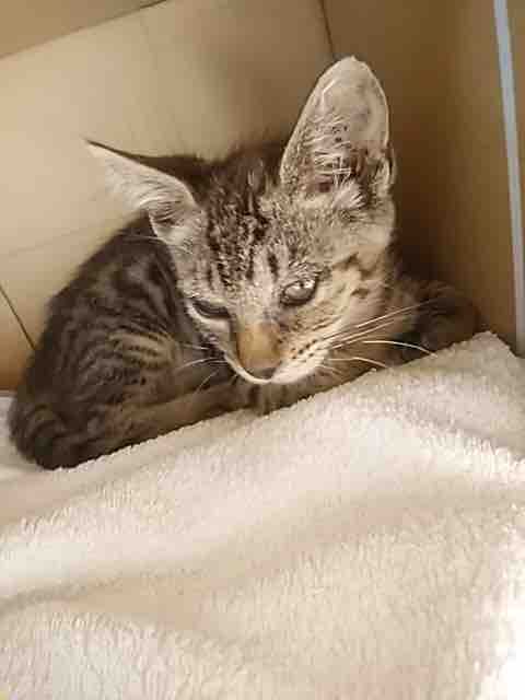 用水路で顔だけ出して助けを求めていた子猫。 : NPO法人 福井犬・猫を