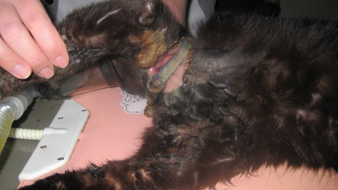 猫の放し飼いの危険性 首輪が体にくい込み 大ケガした黒猫 Npo法人 福井犬 猫を救う会 猫の放し飼いの危険性 首輪が体にくい込み 大ケガした黒猫 Npo法人 福井犬 猫を救う会