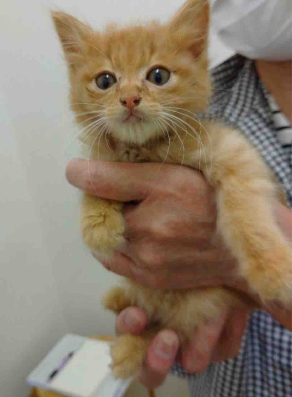 猫が沢山いるお宅への訪問 育児放棄された幼猫の保護 その1 Npo法人 福井犬 猫を救う会