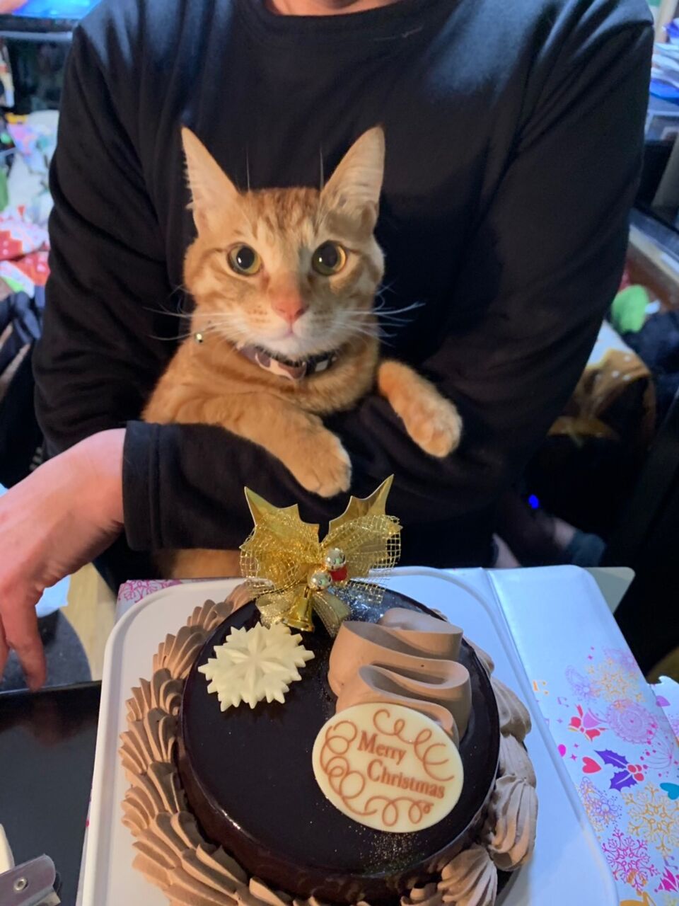 もちろん ケーキ狙ってます ティナちゃん カステラくん 飼い主さんからのおたより ご紹介ページ