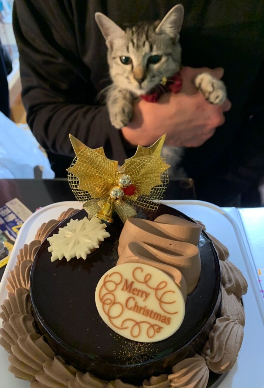 もちろん ケーキ狙ってます ティナちゃん カステラくん 飼い主さんからのおたより ご紹介ページ