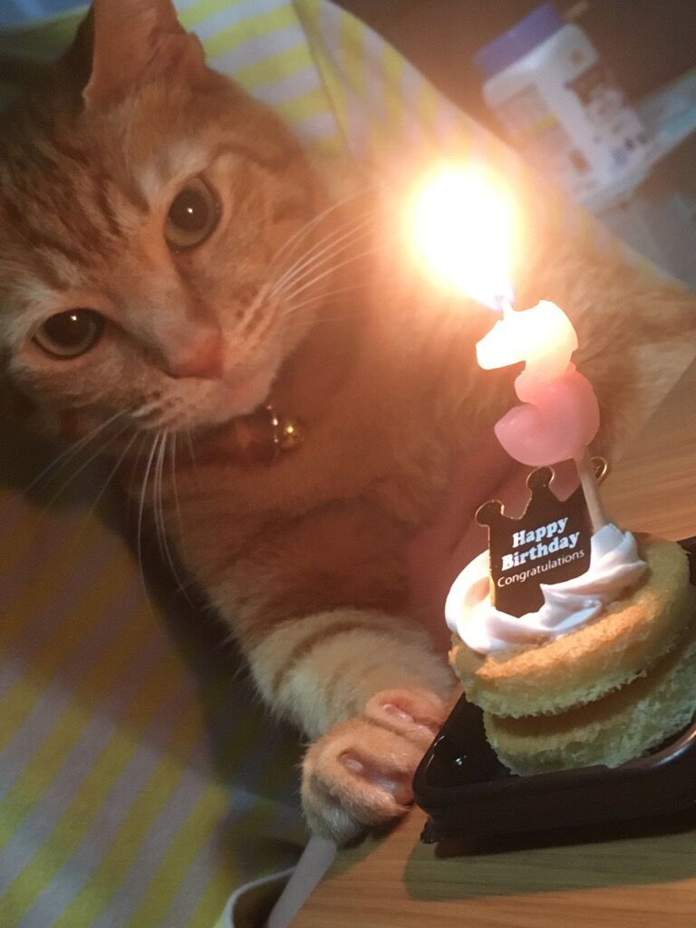 こはるちゃん ３歳のお誕生日 ケーキは遠慮します 石川県 ｎさま 飼い主さんからのおたより ご紹介ページ