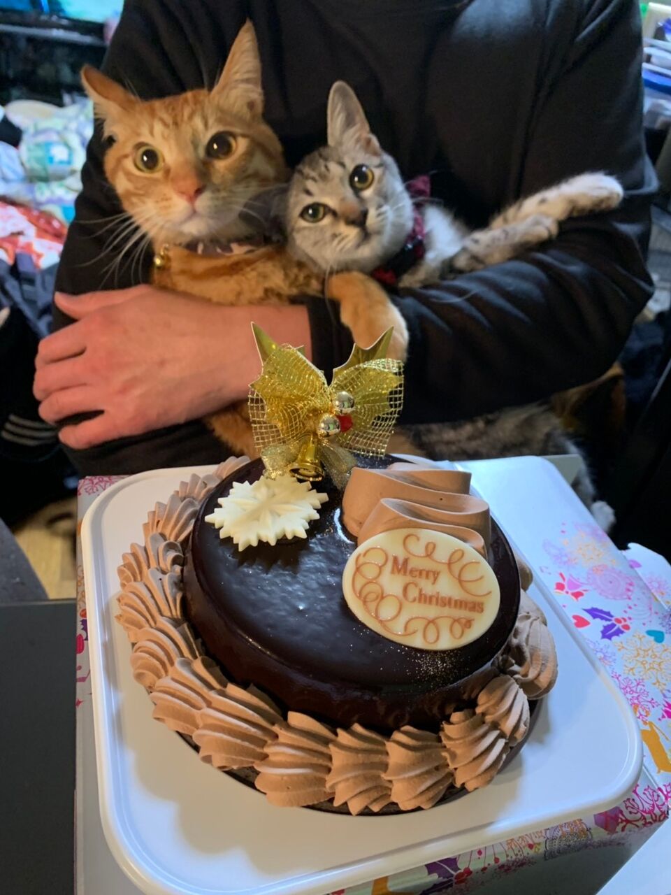 もちろん ケーキ狙ってます ティナちゃん カステラくん 飼い主さんからのおたより ご紹介ページ