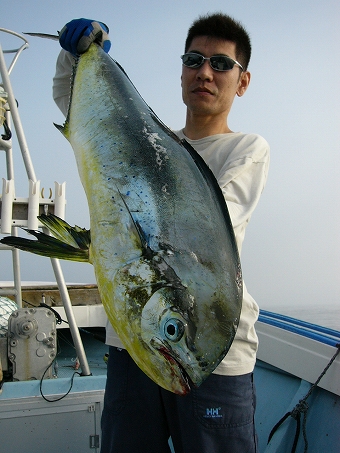 夏だ シイラだ 釣れ釣れ日記 夏だ シイラだ 釣れ釣れ日記