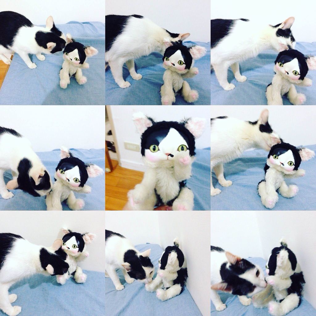 日本の有名人気の作家様作　生後15日子猫ちゃん　創作人形　アートドール　ネコ ⚮ . . 黒猫ちゃん❤︎ 🐈‍⬛ . . . 白鳥さんはどちらにしようか