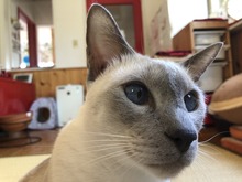 IMG_4247
