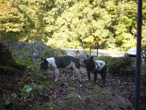 �ޡ�����1