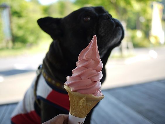 ���������դ�