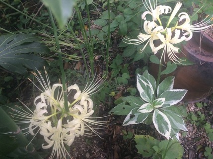 e0359584_20500694[1]