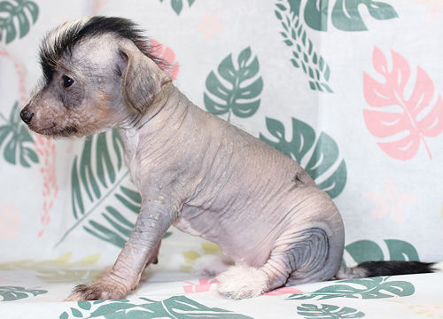 不可思議な犬 Carpe Diem Seize The Day Because Life Means Just Right Now For Us