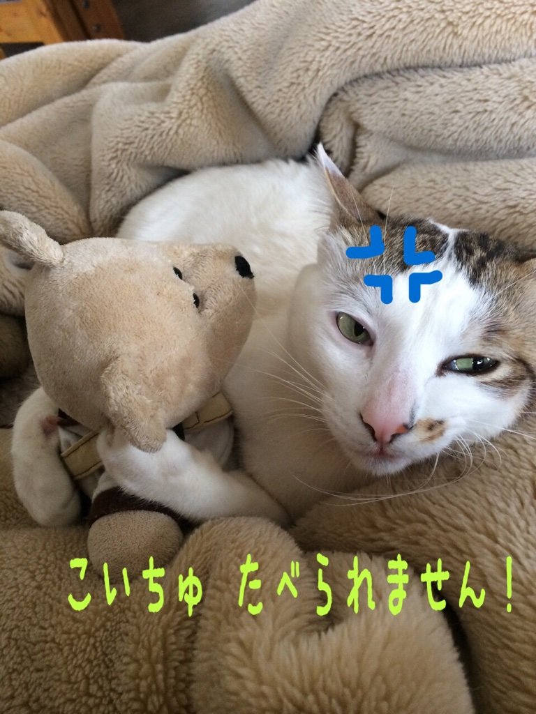 ぬいぐるみ 猫 豆大福とかぎしっぽのblog